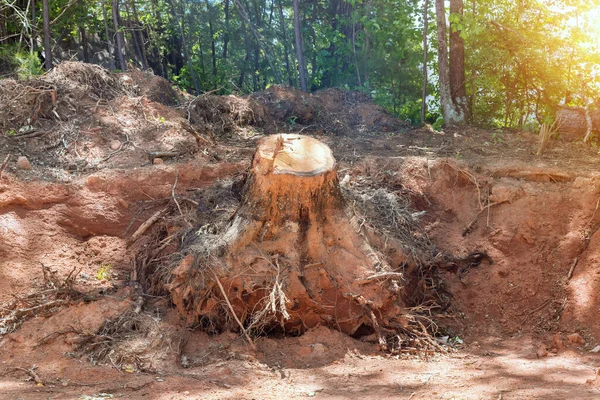Stump removal equipment clearing an old tree stump from open property