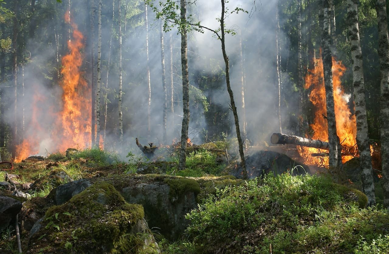 Wildfire mitigation clearing dense brush and deadwood around a rural property