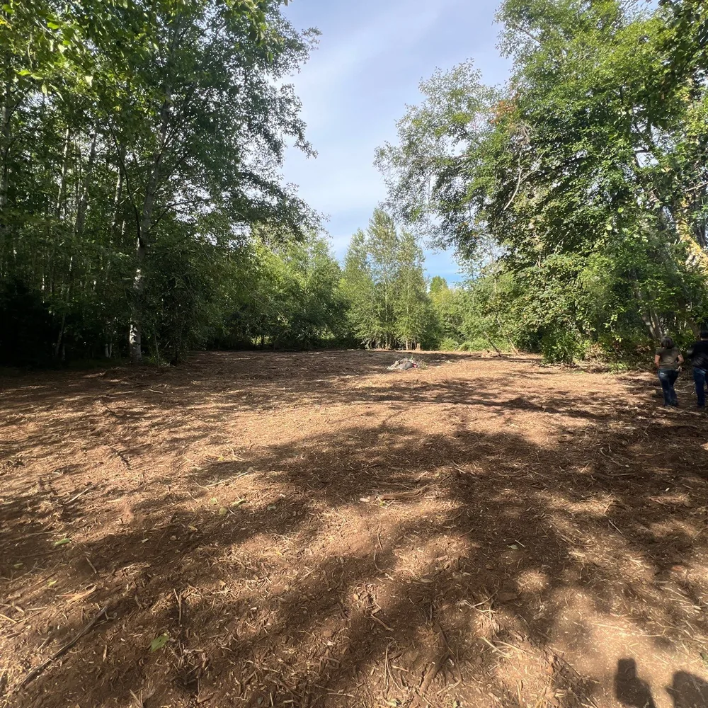 Forestry Mulching in Fraser Valley in progress as a machine clears brush along a rural property edge