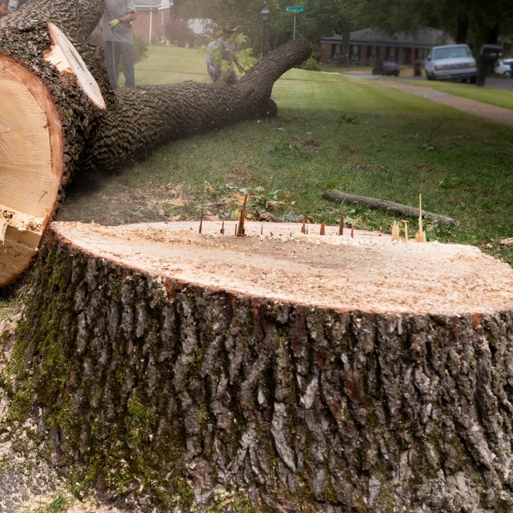 Operator performing stump removal on a Fraser Valley property while clearing roots near a garden bed