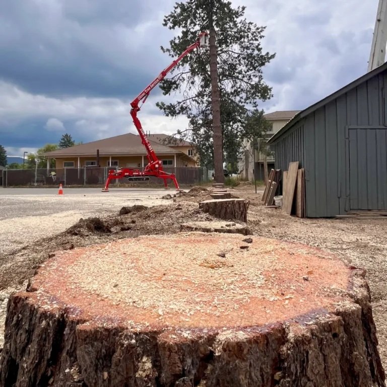 Stump Removal in Fraser Valley in progress as equipment grinds a large stump beside a backyard lawn